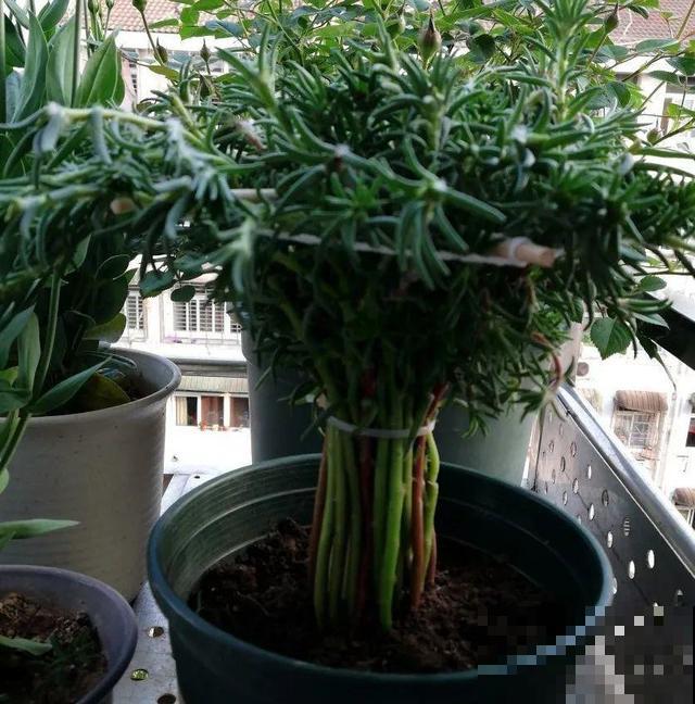 塑料瓶、油桶,养花做造型,真是绝了! 塑料瓶、油桶,养花做造型,真是绝了!