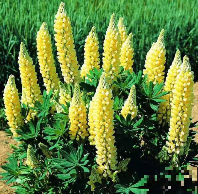富有童话色彩的5种花，最适合小孩子养，开开心心无忧无虑！