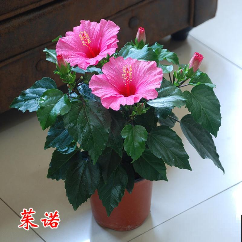 花养得好,别嘚瑟,小心被伸手党给薅走了! 花养得好,别嘚瑟,小心被伸手党给薅走了!