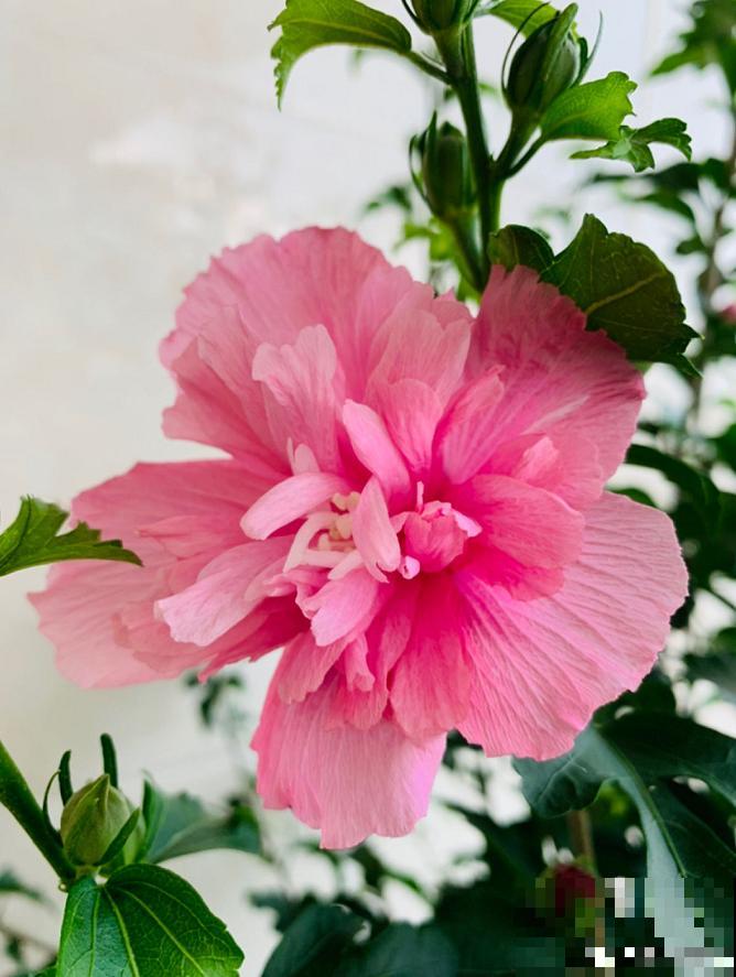 路边的木槿花开了,老人摘了一大筐,上锅蒸比肉还香! 路边的木槿花开了,老人摘了一大筐,上锅蒸比肉还香!