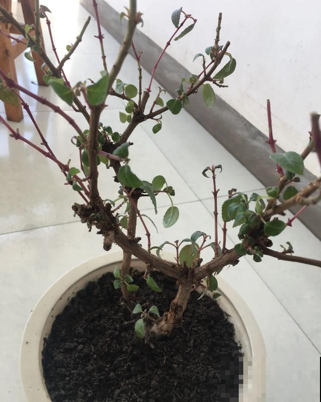 8种花,天热不能换盆,换了3天必死! 8种花,天热不能换盆,换了3天必死!