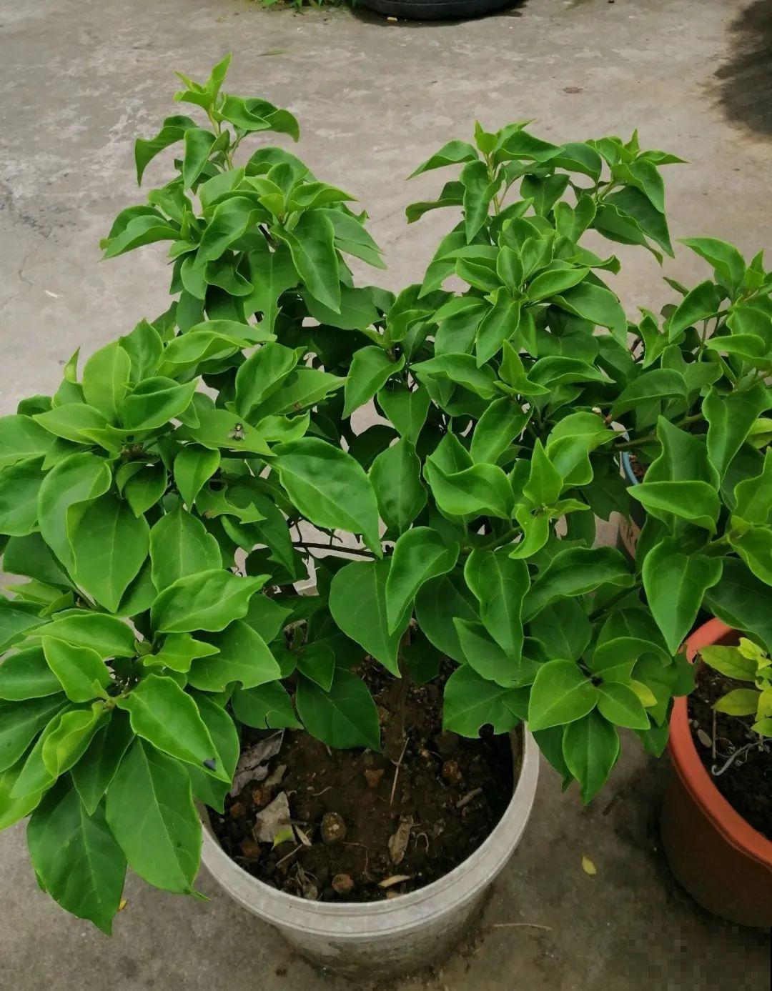 常见8种花，到花期还不开，赶紧剪一刀，花苞嗖嗖冒！