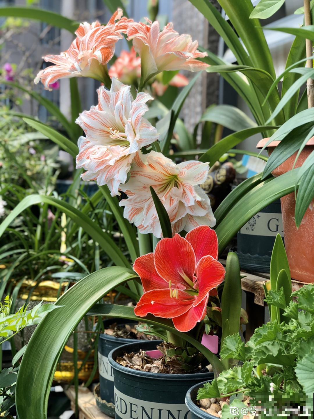1个“洋葱”埋盆里，开花比脸还大，养10年挖出一大盆！