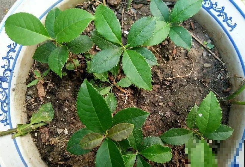 10种花,现在赶紧扦插,随便插土里就能活 10种花,现在赶紧扦插,随便插土里就能活