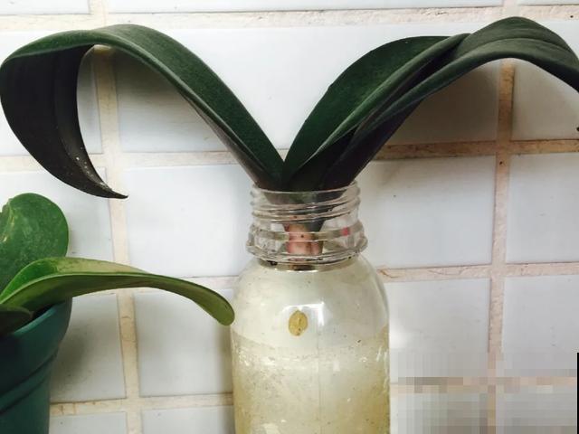 夏天潮湿闷热，一不小心花就烂根，看准时机砍掉，照样长出新叶子