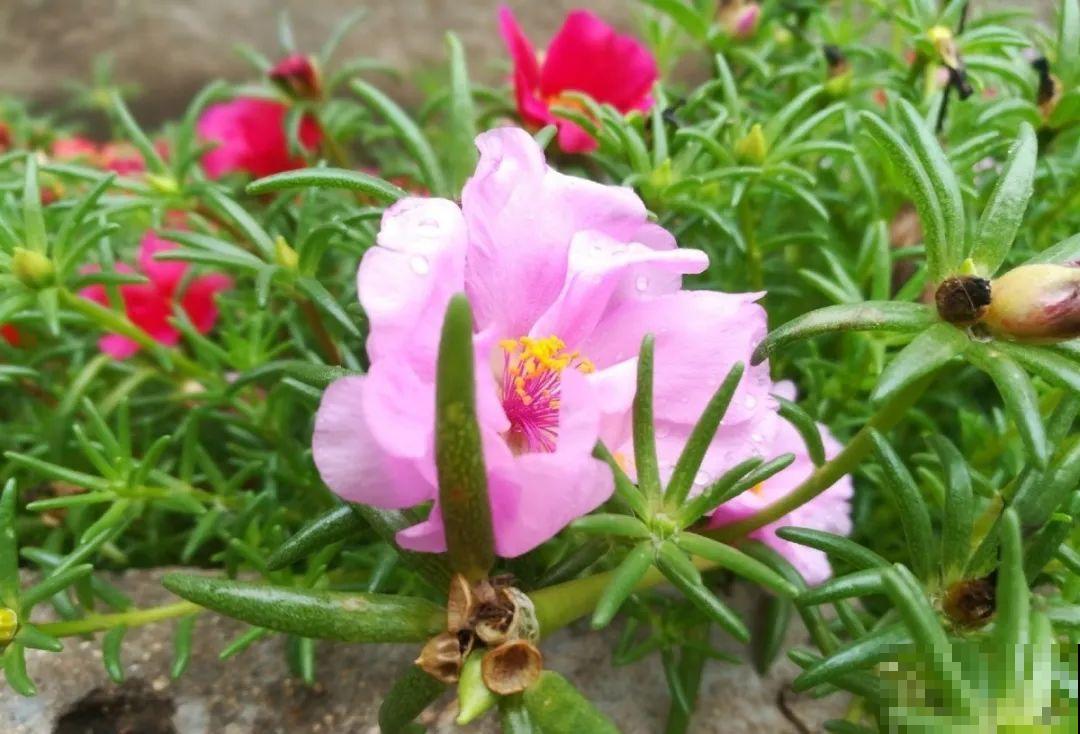 农村院子没人管的花，一长一大片，天热美翻了！