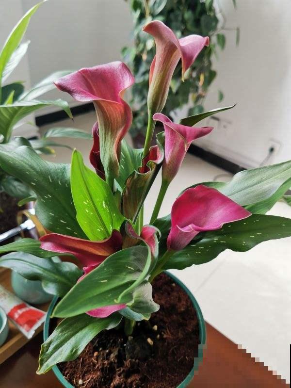 天热就养这5种花,越热越浇水,呼呼长爆盆 天热就养这5种花,越热越浇水,呼呼长爆盆