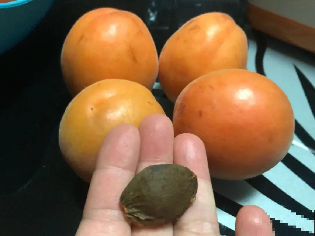 花盆里一定要放它,3年不换盆,照样年年开花! 花盆里一定要放它,3年不换盆,照样年年开花!