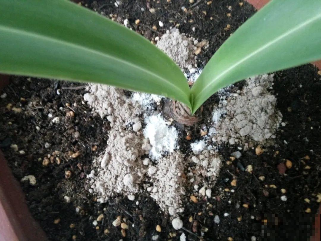 自制杀菌水、杀虫水，3天给花喷一次，虫病全扫光！