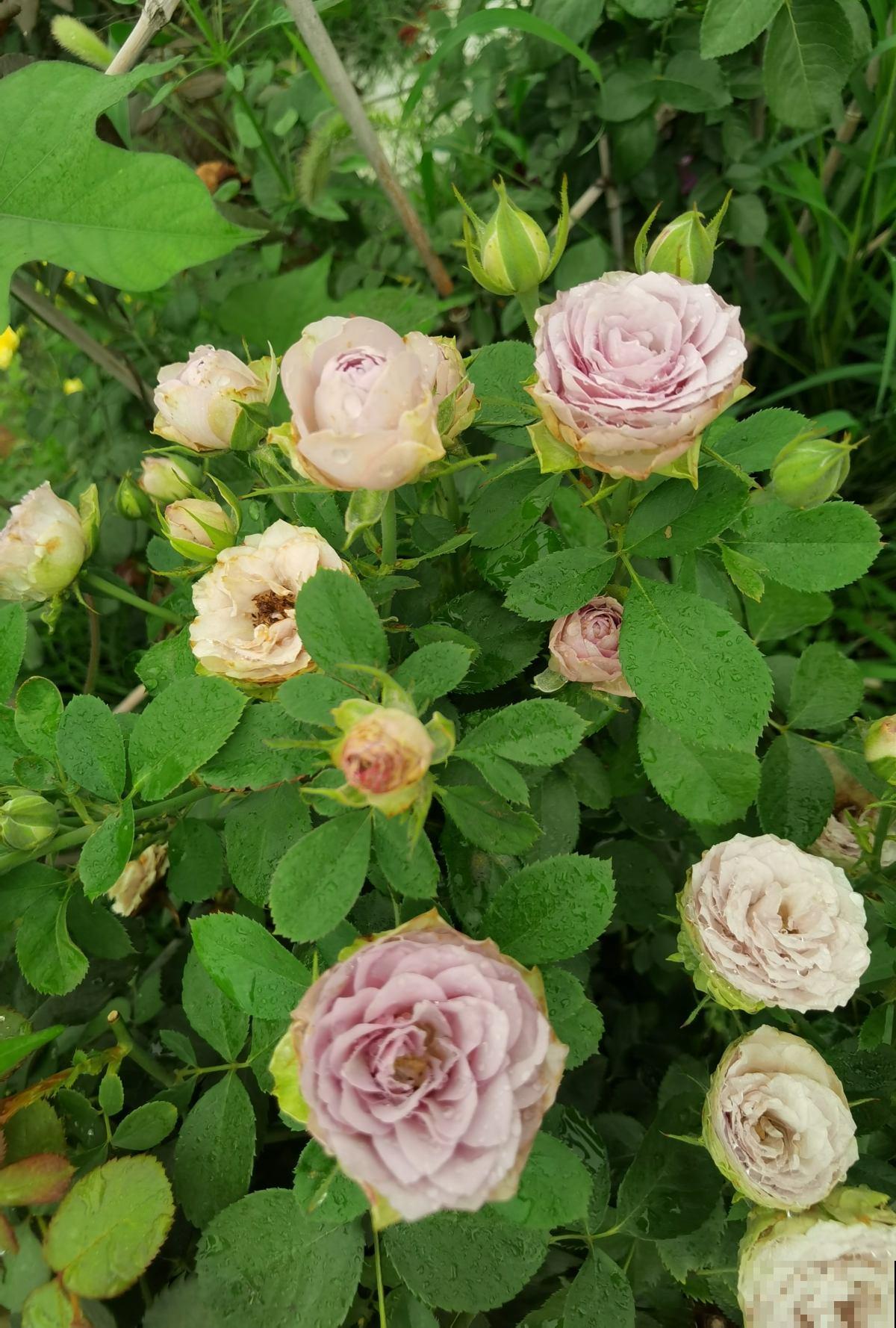 院子门口种金鸡菊，开出金黄色花海，花期还特长