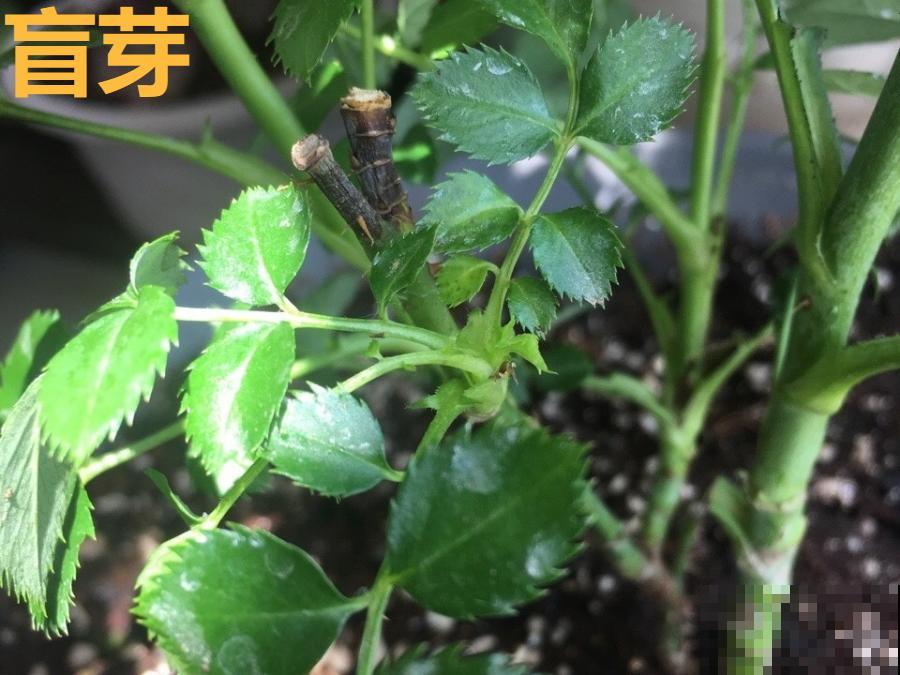 8种花，5月要赶紧修剪，剪完了还能窜新芽