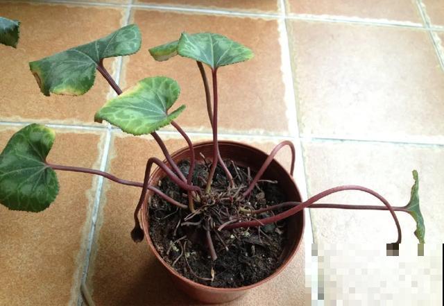 夏天潮湿闷热，一不小心花就烂根，看准时机砍掉，照样长出新叶子