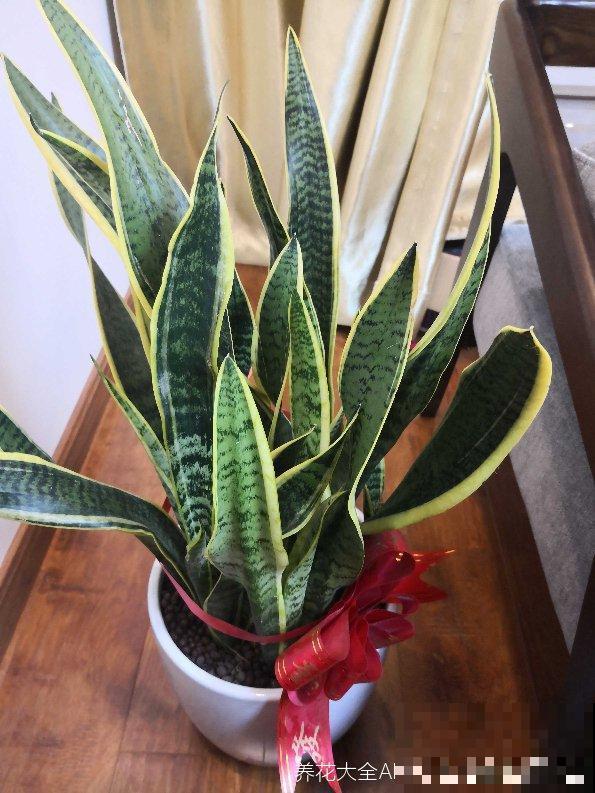 超好打理的2种花,光照需求低,关键颜值高还好养! 超好打理的2种花,光照需求低,关键颜值高还好养!