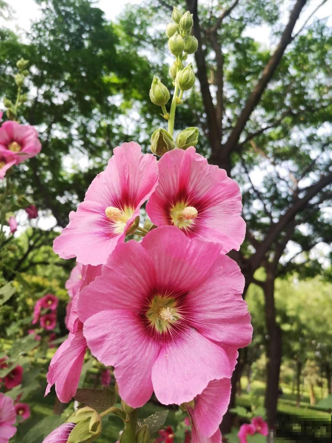 蜀葵就是锦葵吗？两种花差别很大，种错了都怪你自己！
