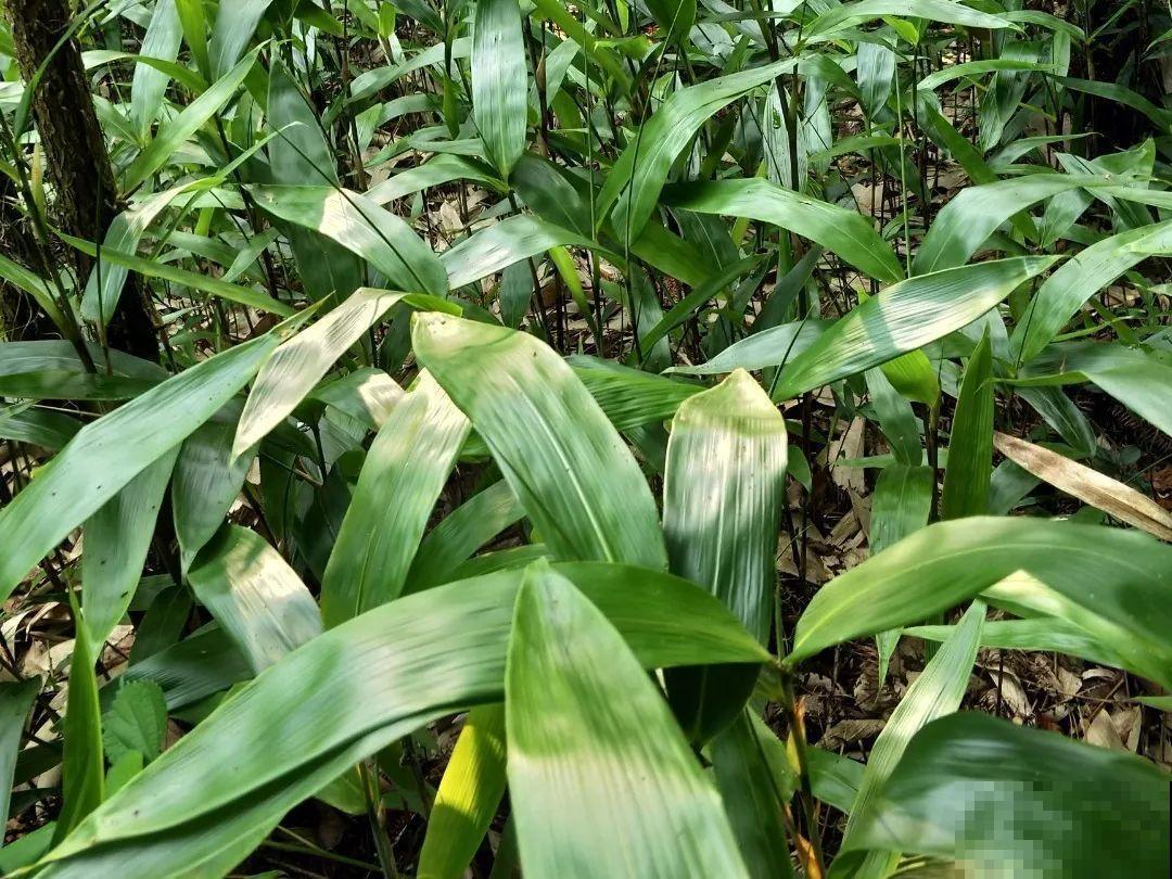 端午节,离不开这8种花,镇宅保平安! 端午节,离不开这8种花,镇宅保平安!