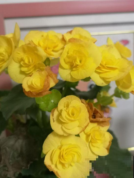 夏天最难养的花,一浇水就烂,不浇水就蔫,太难伺候! 夏天最难养的花,一浇水就烂,不浇水就蔫,太难伺候!