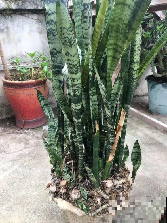 虎皮兰,红掌,吊兰养成老桩,变成大树,真壮观! 虎皮兰,红掌,吊兰养成老桩,变成大树,真壮观!