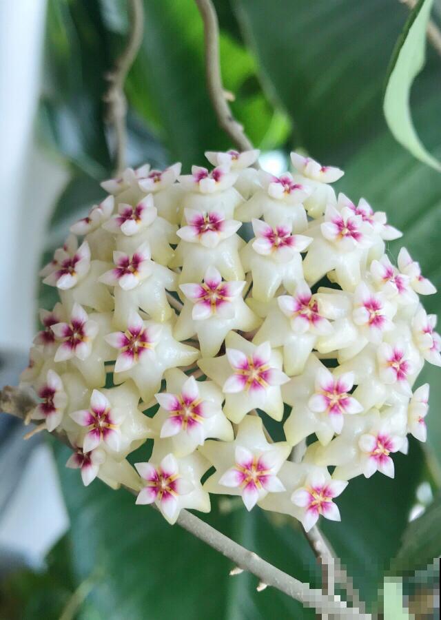 4种香香花，养在家里味道清新，还能杀菌去异味