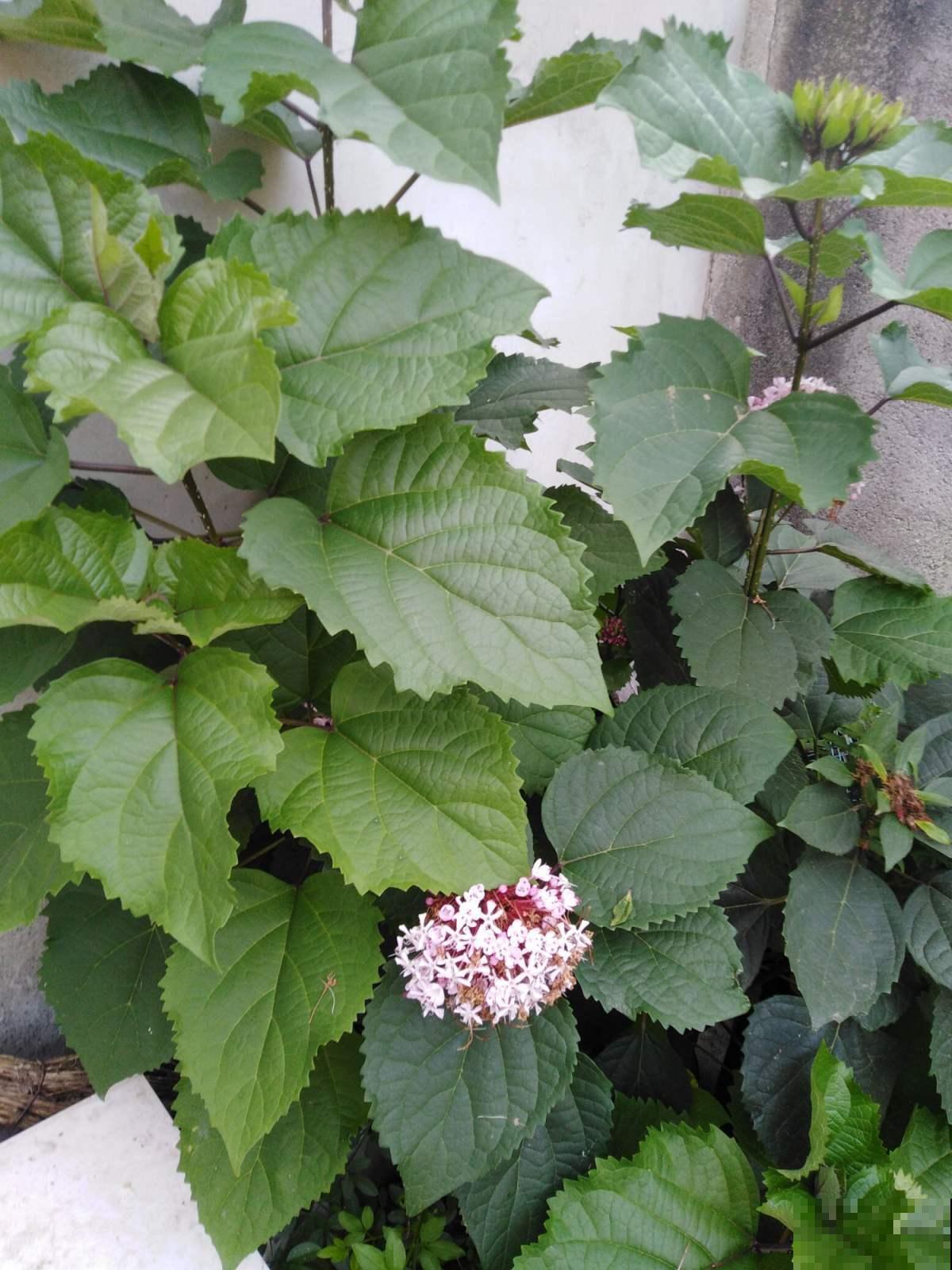 散发臭味的牡丹你养过吗?开花清新,而且还是一味药! 散发臭味的牡丹你养过吗?开花清新,而且还是一味药!