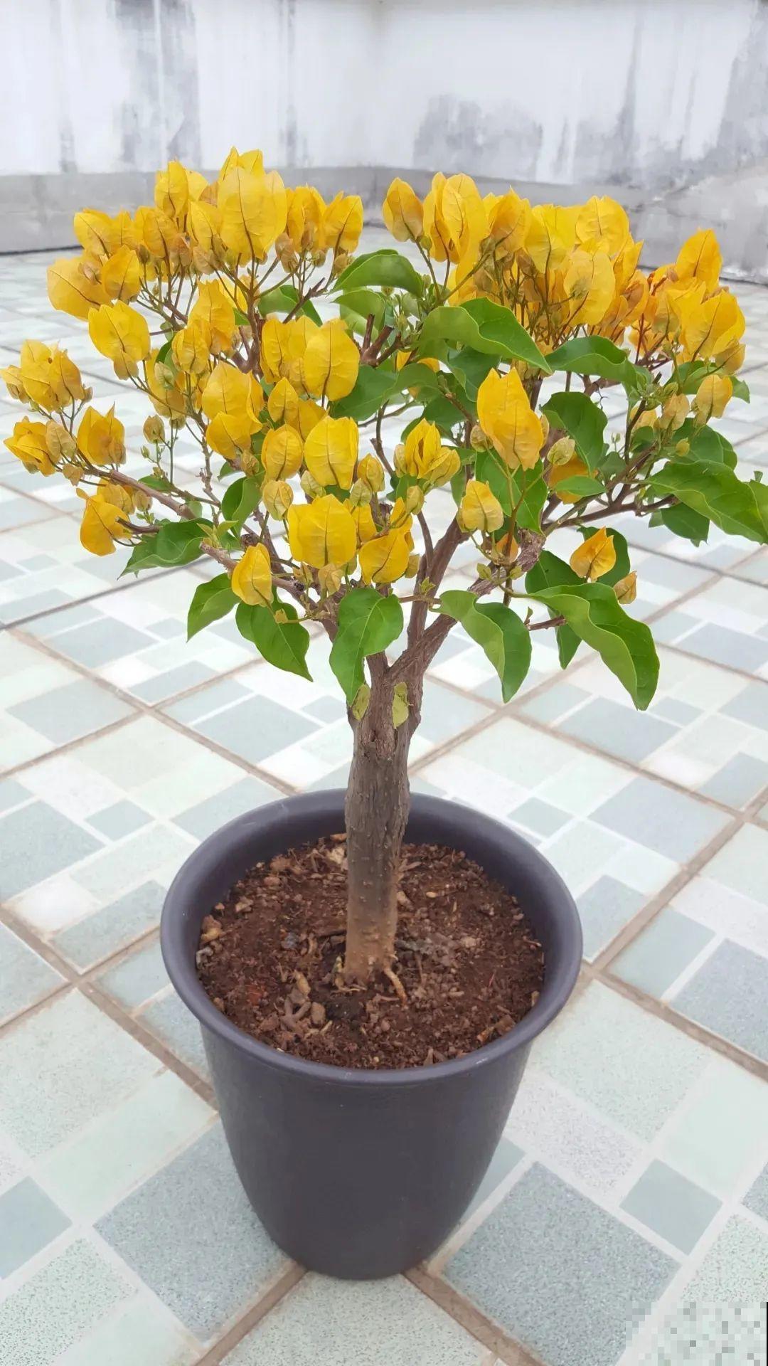 超耐热的三角梅，30℃仍然疯狂开花，爬成一面大花墙！