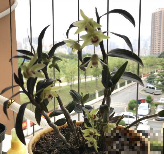 老中医都爱养的5种花，花朵泡茶特养身，越喝越健康！