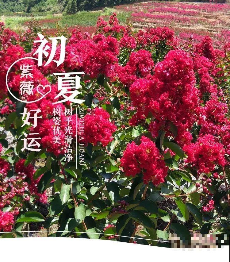 红灿灿的紫薇花，开花就像花串子，越热越开花
