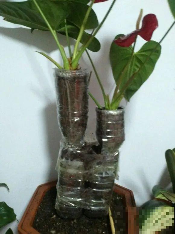 虎皮兰,红掌,吊兰养成老桩,变成大树,真壮观! 虎皮兰,红掌,吊兰养成老桩,变成大树,真壮观!