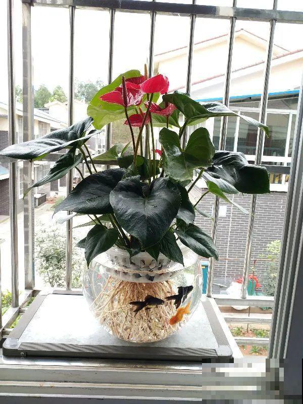 30种耐阴花，室内光照不佳，也能全年开花！