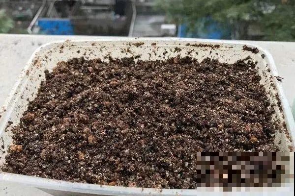 10种花,现在赶紧扦插,随便插土里就能活 10种花,现在赶紧扦插,随便插土里就能活