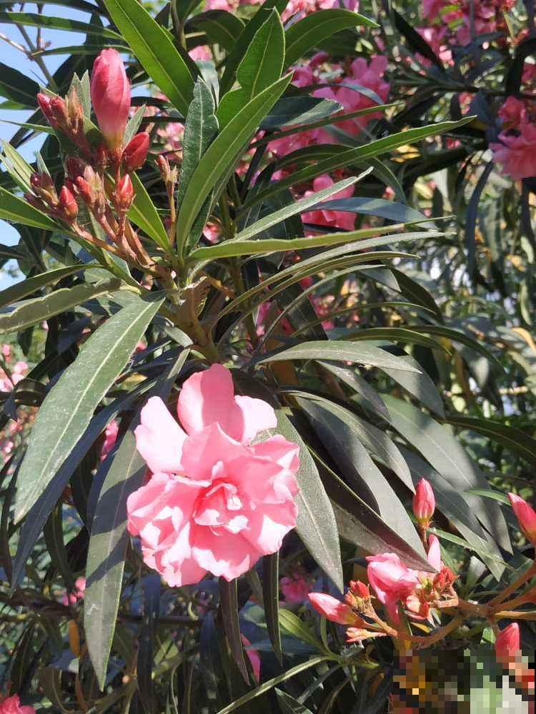 夹竹桃虽然有毒，但是开花美极了，养护时千万离远点！
