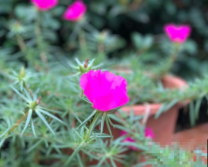 3种适合懒人养的花，好养开花快，不养太吃亏！