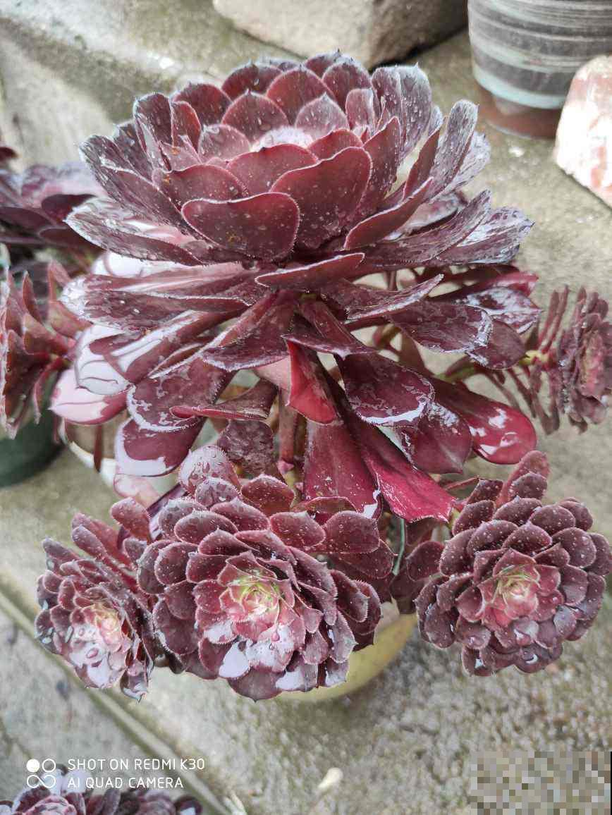 邻居养的多肉长成小树,价格翻倍,谁见了都喜欢 邻居养的多肉长成小树,价格翻倍,谁见了都喜欢