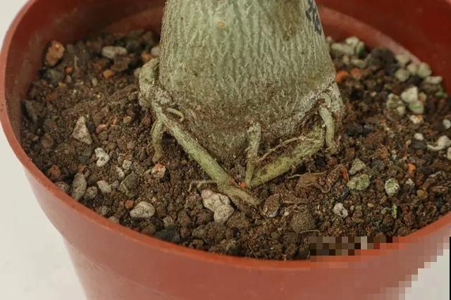 沙漠玫瑰特耐旱，大热天不浇水，也能呼呼开爆盆