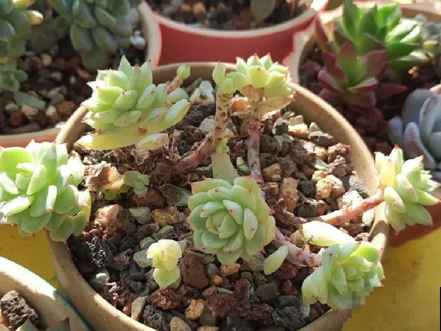 早上起来院子被淹，100盆花，还有救吗？