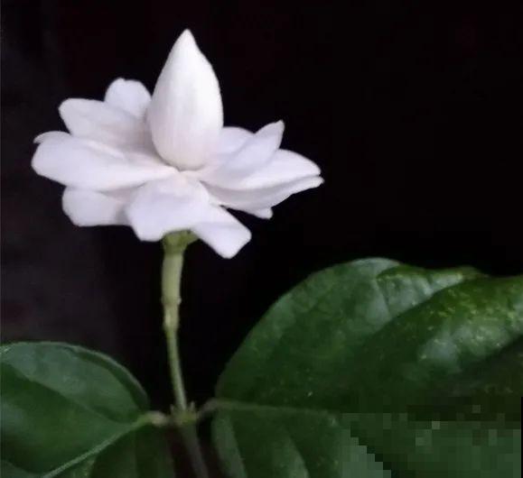 茉莉花后赶紧剪,剪完就开花,一直剪一直开! 茉莉花后赶紧剪,剪完就开花,一直剪一直开!