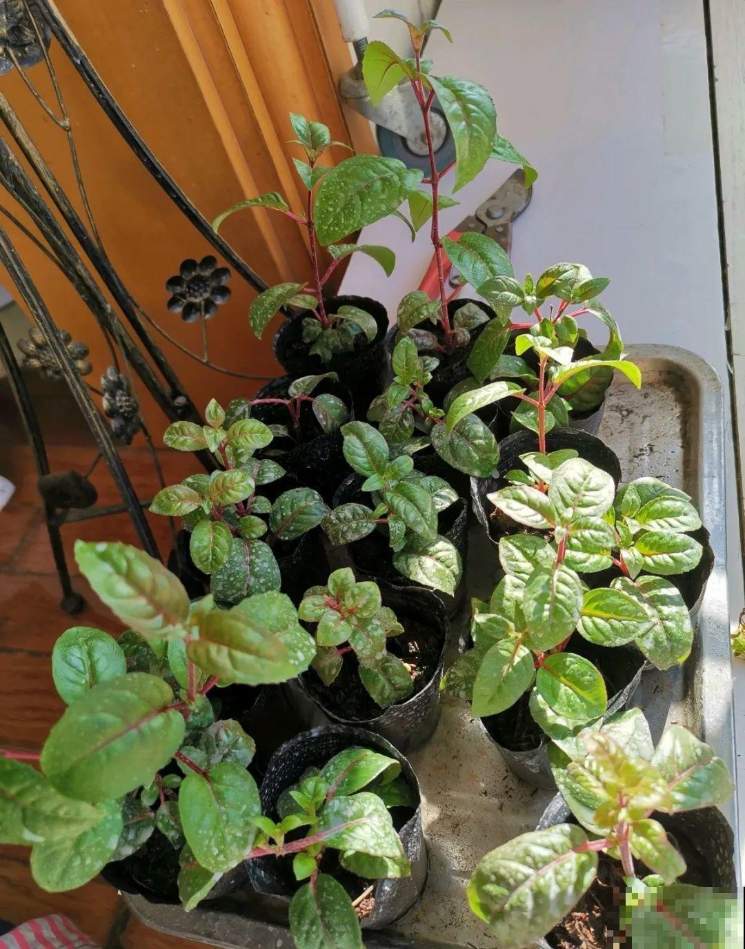 8种花，5月要赶紧修剪，剪完了还能窜新芽