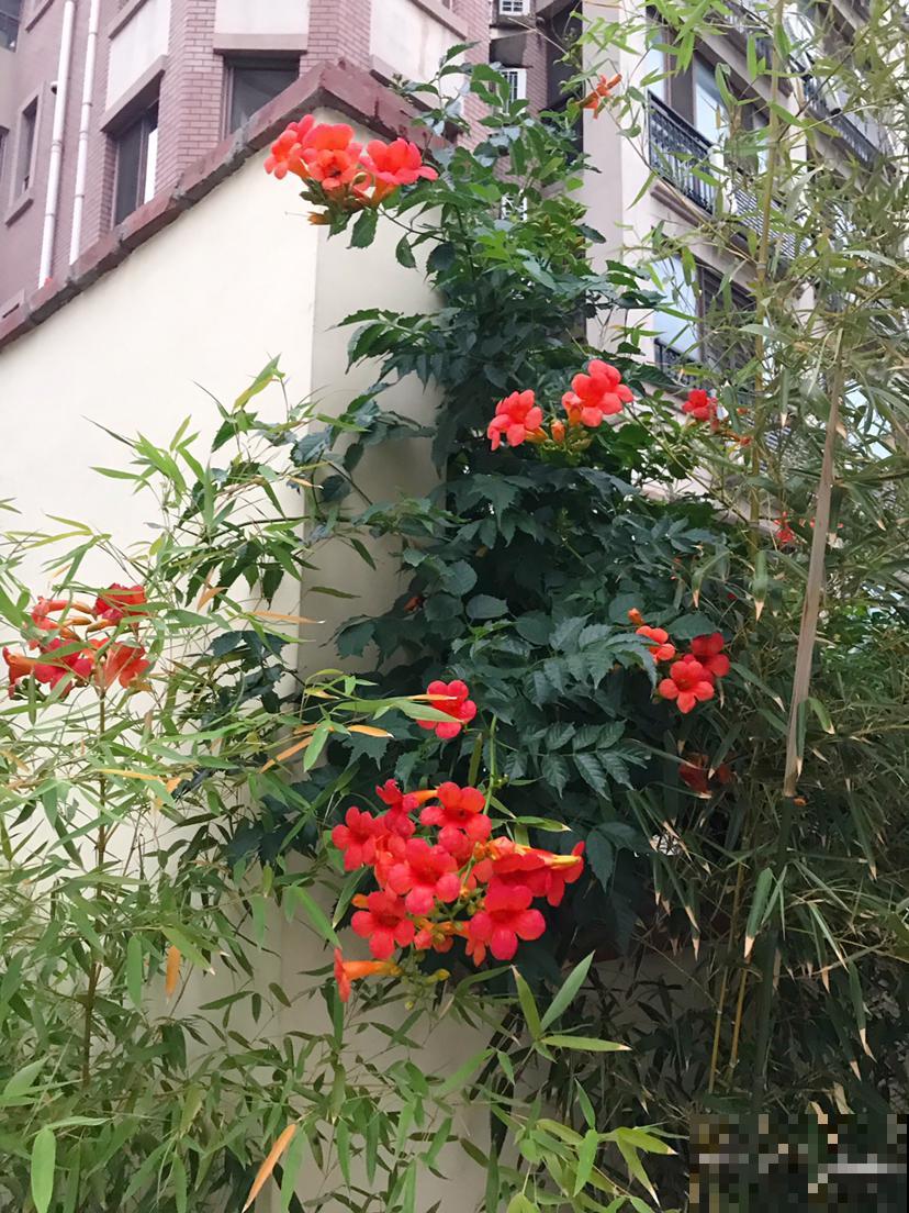 爬藤植物夏天养护有技巧，枝叶壮实油绿，开花宛若花海！