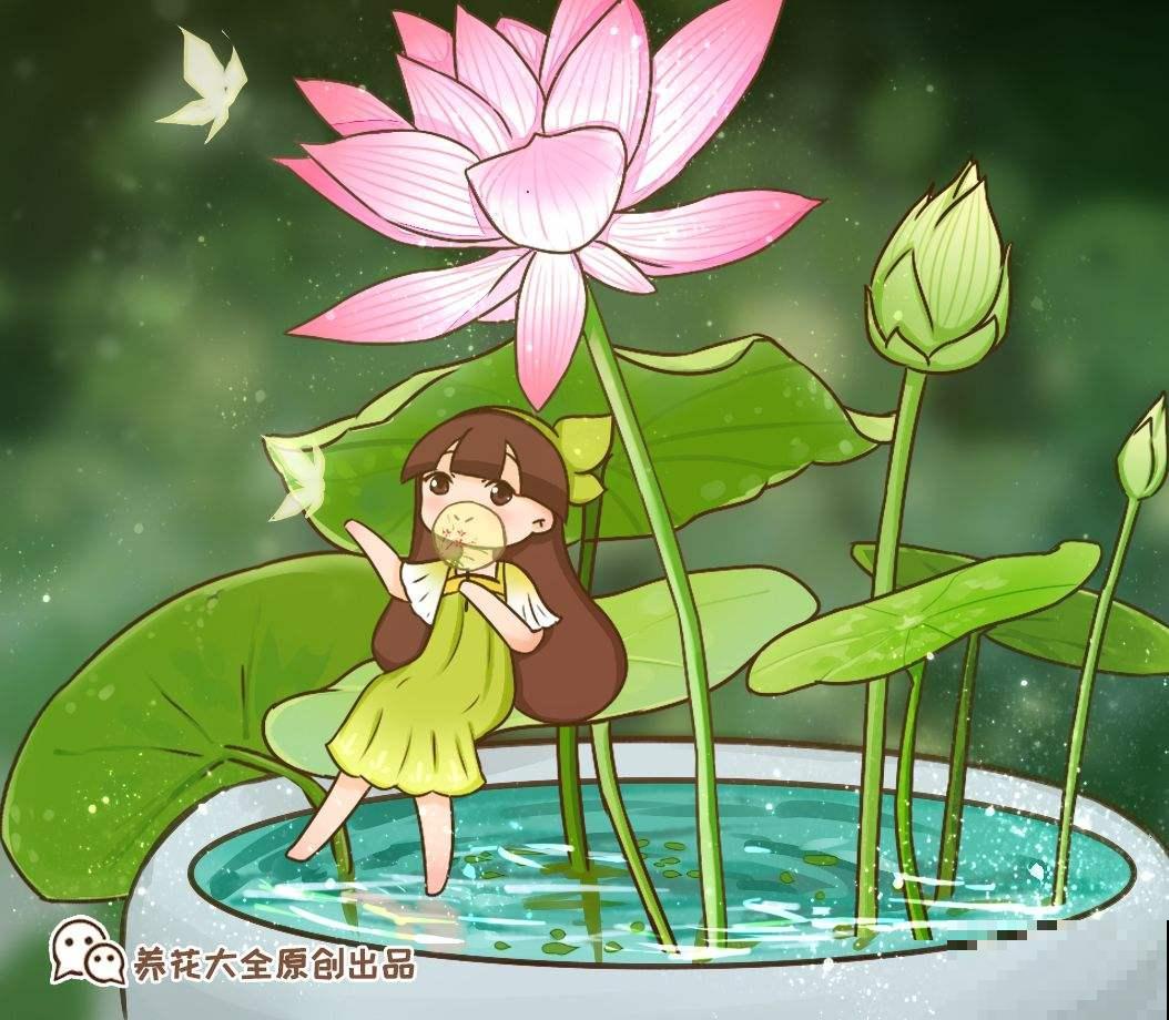 家里养盆碗莲，使劲晒、多浇水，开出的花比拳头大