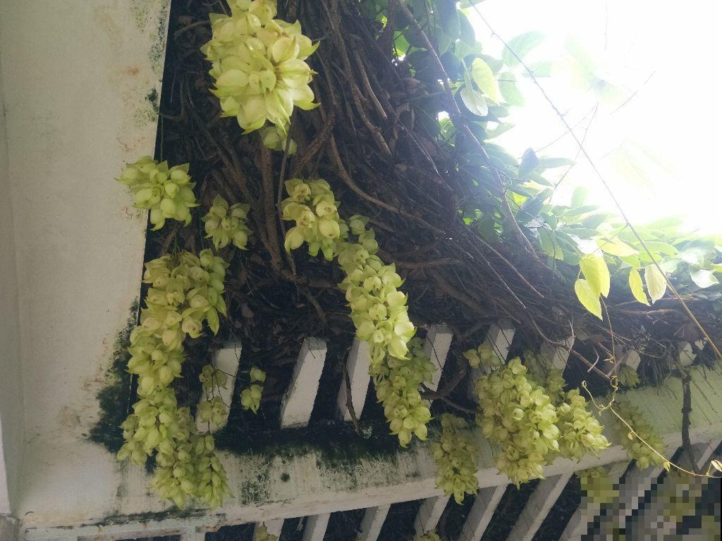 禾雀花远看像串大葡萄，看着就流口水，一爬就窜满阳台！