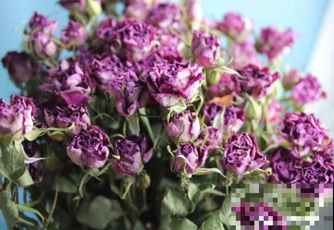 带花泥的花束,买回家这么养,看个3年没问题! 带花泥的花束,买回家这么养,看个3年没问题!