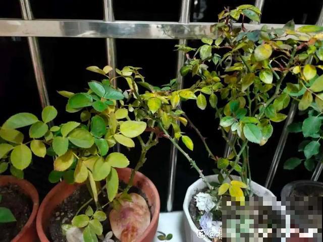 夏天花会休眠,别施肥,否则都毒死了 夏天花会休眠,别施肥,否则都毒死了