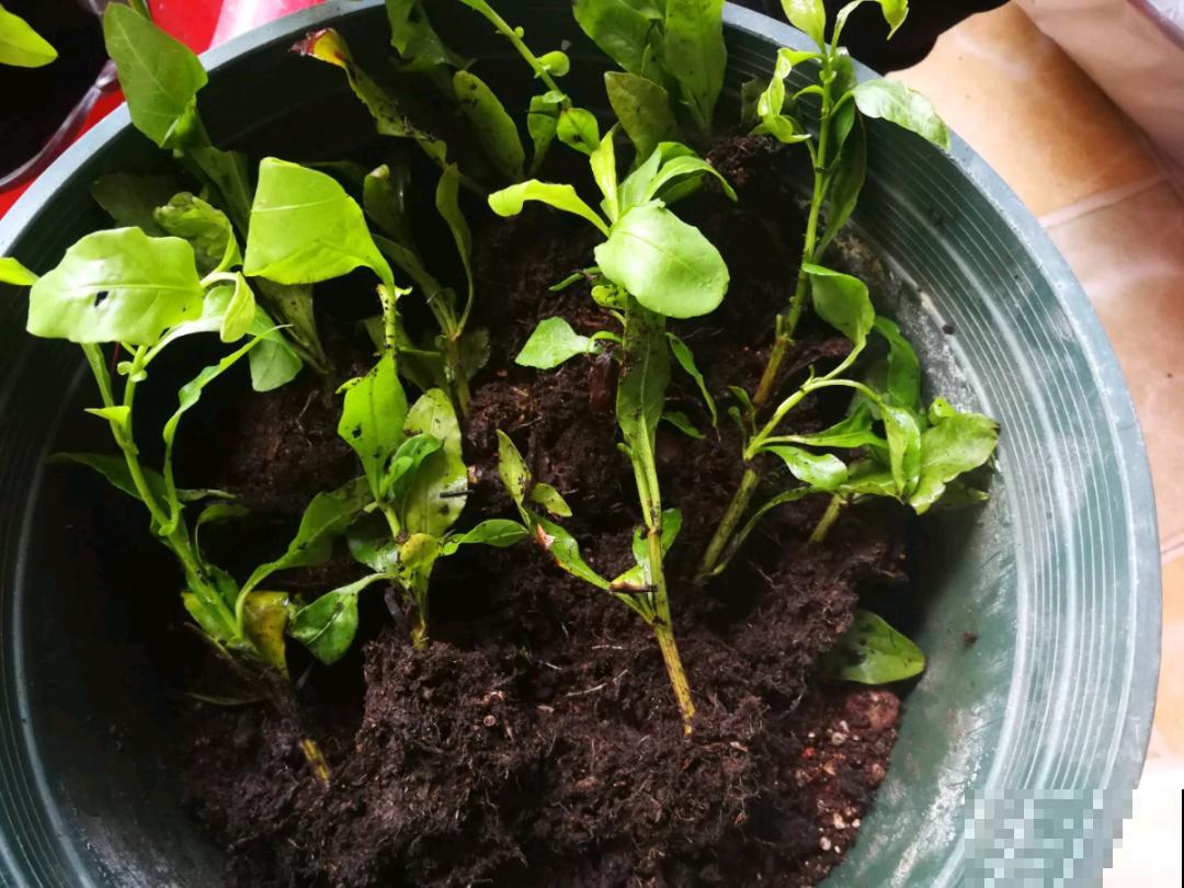 10种花,现在赶紧扦插,随便插土里就能活 10种花,现在赶紧扦插,随便插土里就能活