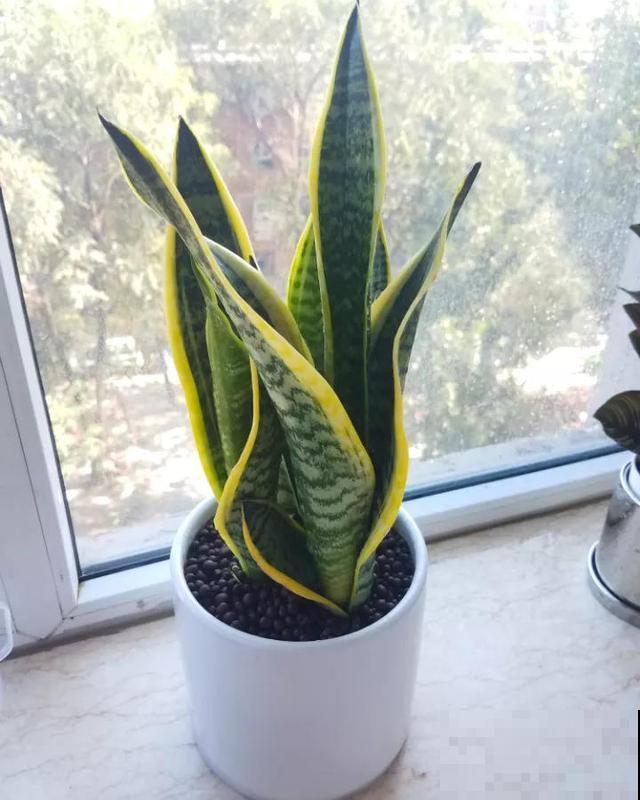 虎皮兰耐阴又好养,注意好这些小细节,想养死都难! 虎皮兰耐阴又好养,注意好这些小细节,想养死都难!