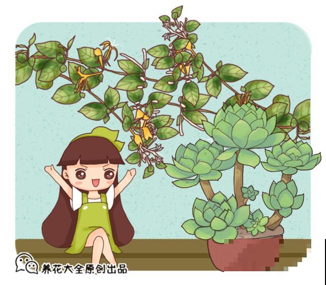 金银木和金银花，一定要分辨好，一种能吃一种有毒