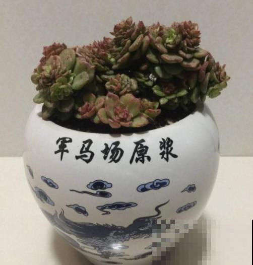 垃圾桶里捡酒瓶，种上多肉，高雅有气质！