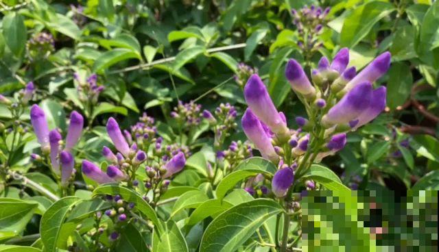 院子里养棵蒜香藤,香味独特,开花好看,谁见都喜欢 院子里养棵蒜香藤,香味独特,开花好看,谁见都喜欢