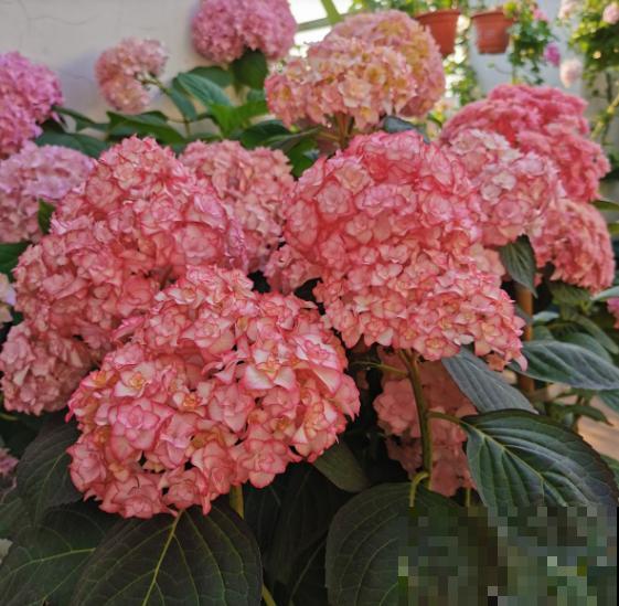 阳台养花,就选这5种,一年四季繁花如春! 阳台养花,就选这5种,一年四季繁花如春!