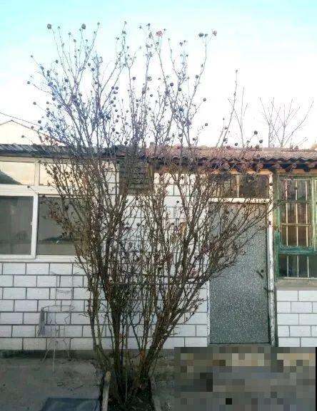 门口养棵大花树,风吹就开花,20年变成传家宝! 门口养棵大花树,风吹就开花,20年变成传家宝!