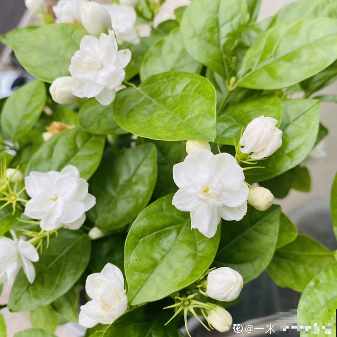 18种最好养的花大盘点，绿萝只能排倒第一！