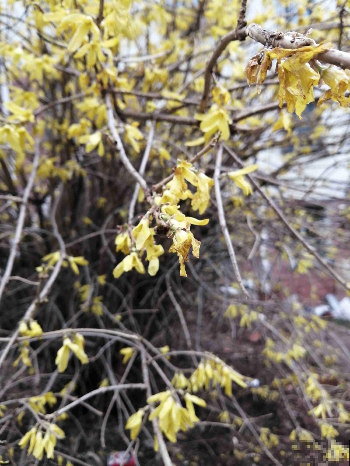 开花灿烂吉祥，一盆就赏到啧啧称奇，农村又叫土连翘！